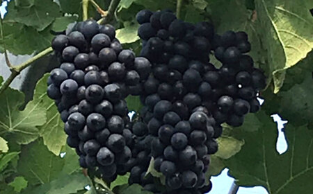 ワイン用ブドウ苗(シラー シラーズ)6号鉢入り 2〜3年生 大苗 樹高50cm前後 苗 苗木 果樹  / ぶどう ぶどう苗木 葡萄 ぶどうの木 庭木 植木 熊本県 菊陽町 【Herb＆Rose】[BHCQ008]