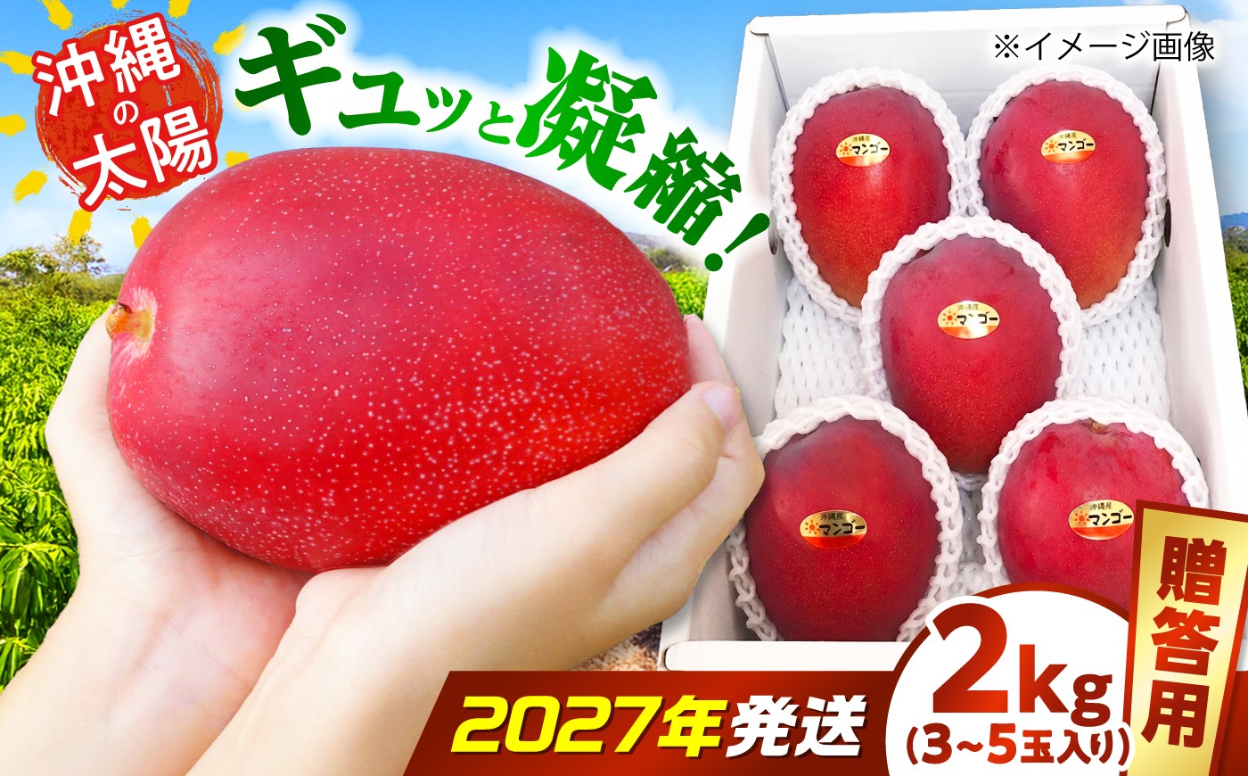 
                  マンゴー 【2027年発送 先行予約】【贈答用】沖縄市産マンゴー「太陽のめぐみ」 2kg(3～5玉) (化粧箱入り) / 比嘉マンゴー園 [BCEW002] マンゴー まんごー 芒果 フルーツ 贈答用 贈答 2kg プレゼント 贈り物 Fruit 南国フルーツ くだもの 果物 国産 沖縄産 産地直送  新鮮 沖縄マンゴー 沖縄県産 ギフト 沖縄県 沖縄市 沖縄
                