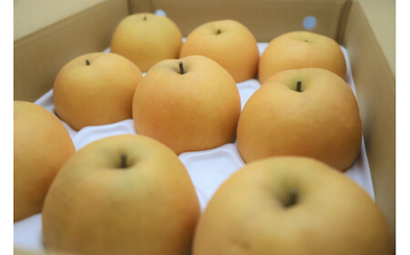 新興梨【鳥取県産】３ｋｇ（生橋農園） 梨 鳥取 果物 フルーツ