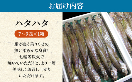 ハタハタ（特々大）干物 一夜干し 450g ×1箱【配送不可：離島】 魚貝類 myz02 myz11 myz17