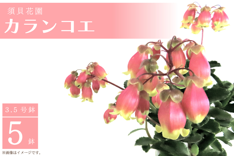【2026年2月より順次発送】須貝花園 カランコエ 1鉢(7号鉢)｜カランコエ 花 季節の花 須貝花園 先行予約 茨城県 行方市(C-3)