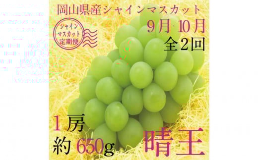 [HS]【定期便 全2回】ぶどう 2025年 先行予約 9月・10月発送 シャイン マスカット 晴王 1房 約650g ブドウ 葡萄  岡山県産 国産 フルーツ 果物 ギフト