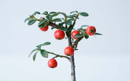 【鉢皿色・若草】 カマツカコケモモ  鎌柄苔桃 0.35kg 盆栽 植物 石木花 sw-bokmx380 ※沖縄・離島への配送不可