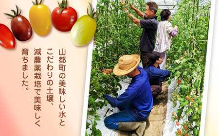 【全2回定期便】トマト ミディトマト 2.5kg トマト トマト トマト トマト トマト [YDE008]