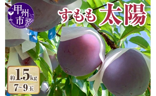 【クール配送】すもも（太陽）7～9玉（約1.5kg）【2026年発送】（KFT）C-1811 【太陽 すもも スモモ 令和8年発送 期間限定 山梨県産 甲州市 フルーツ 果物】