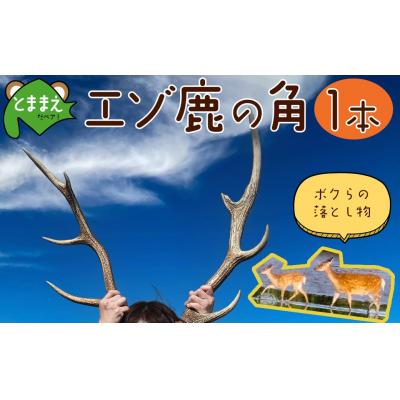 ふるさと納税 苫前町 エゾ鹿の角　小1本(北海道・しか・シカ・工作・手作り・DIY・自由研究・自然・キャンプ・アクセサリー