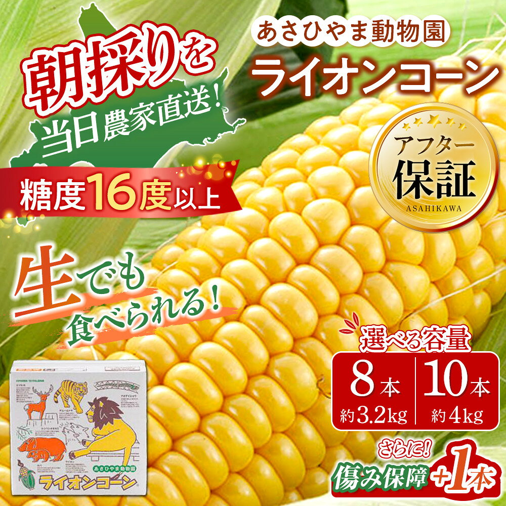 【ふるさと納税】【26年発送先行予約/容量選択可能】あさひやま動物園ライオンコーン約3.2kg～4kg(ゴールドラッシュ8～10本) 2026年8月下旬から発送開始予定 | とうもろこし ゴールドラッシュ ライオンコーン 旭川市