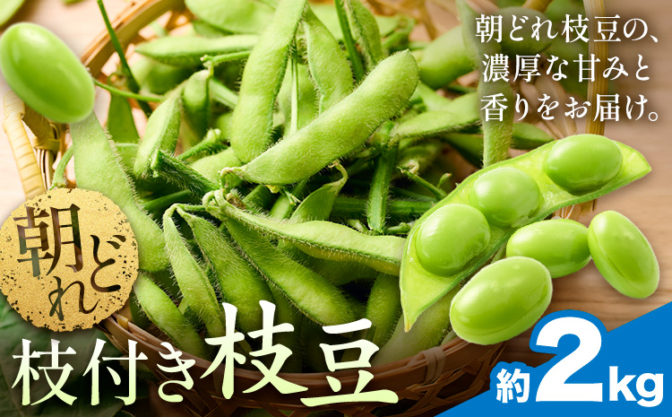 枝豆の聖地・千葉県野田市産！枝付き枝豆 約2kg