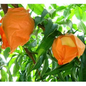 岡山県産　岡山白桃3玉【冷蔵】2026年発送【配送不可地域：離島・北海道・沖縄県】【1709330】