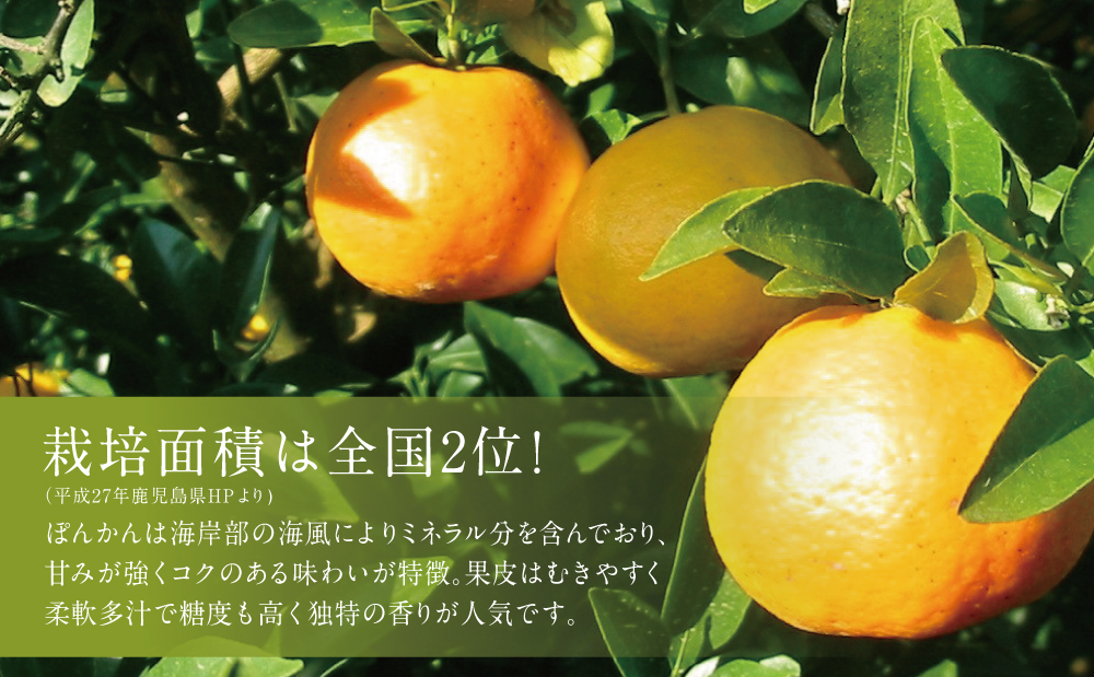 【1月発送】数量限定！ 鹿児島県産 ぽんかん 約5kg ポンカン 果物 フルーツ 柑橘 常温 JA 南さつま市