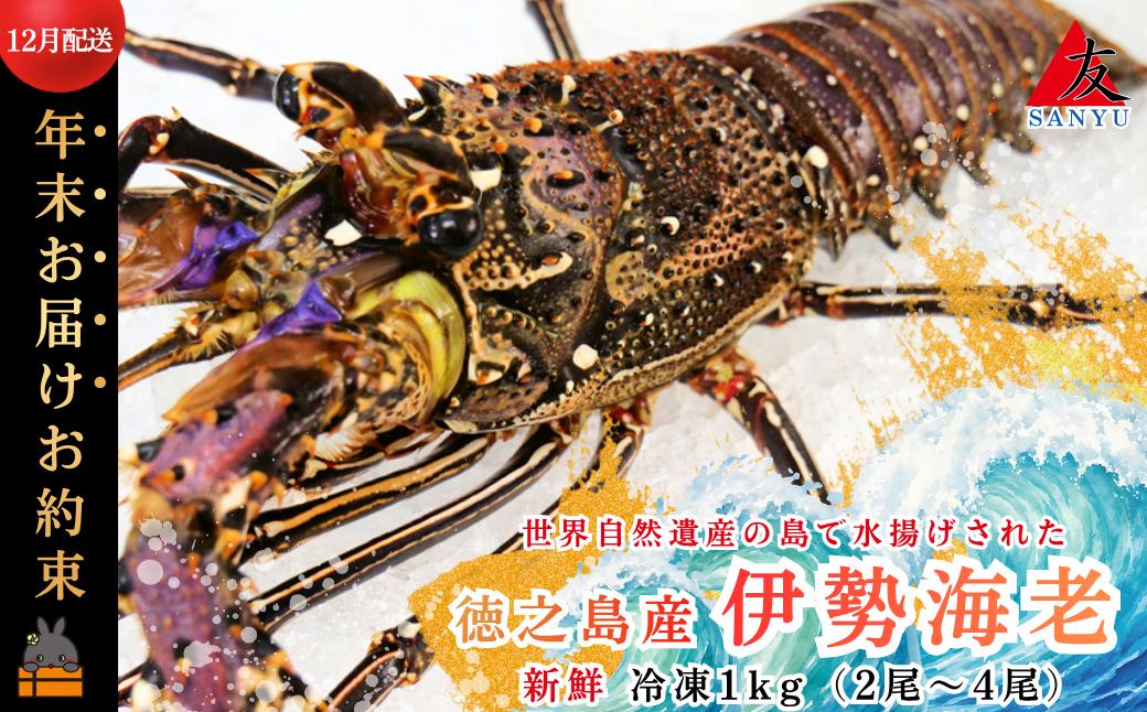 
                  2604 《年末お届けお約束》新鮮なまますぐ冷凍!!徳之島産冷凍伊勢海老1kg（2尾～4尾） （ 伊勢えび イセエビ 伊勢えび 伊勢エビ えび エビ 海老 鍋 家族 正月 クリスマス お祝い 12月配送 年末年始 サンユウ ）
                