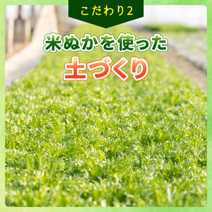 フリルレタス 6袋 ×6回 計 約 10.8kg 定期便 |レタス 旭市