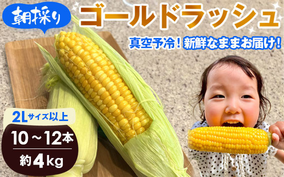 
No.233 【4kg】坂東市朝採りとうもろこし「ゴールドラッシュ」冷蔵済 ／ トウモロコシ 朝どり 新鮮 茨城県 特産品
