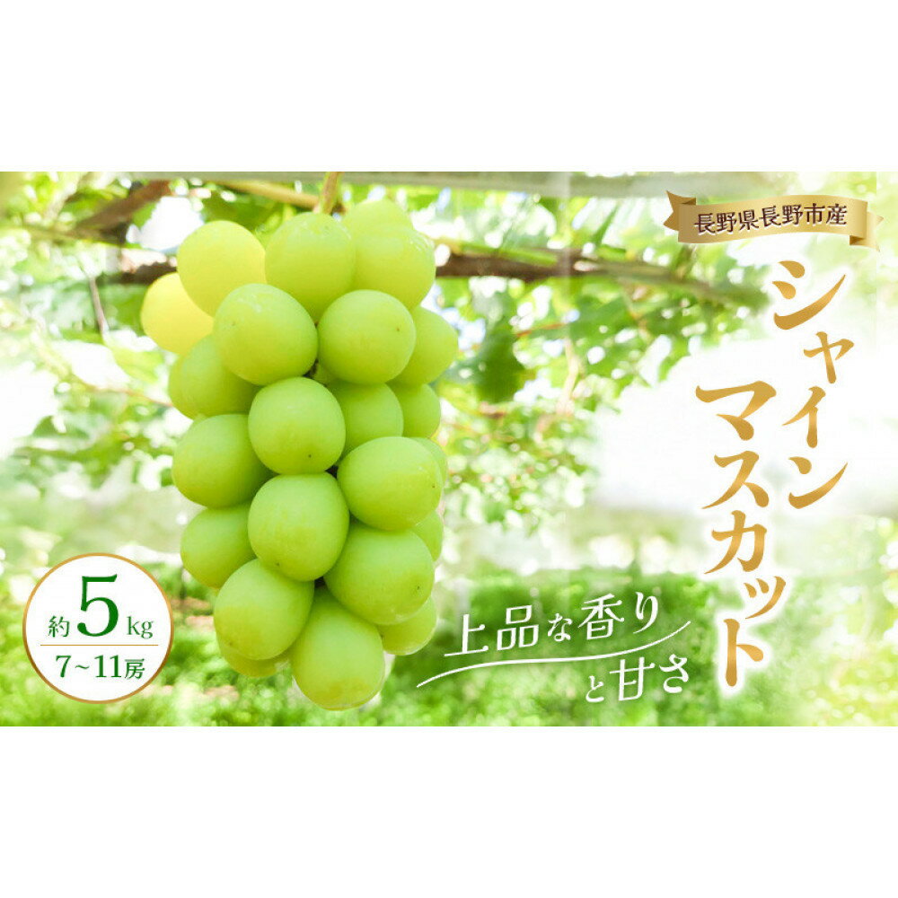 【ふるさと納税】2026年産 長野県長野市産シャインマスカット 約5kg 7房～11房 シャイン マスカット 葡萄 ぶどう 果物 フルーツ 信州 | シャインマスカット ぶどう 果物 フルーツ ブドウ 人気 おすすめ 長野 信州 ふるさと納税