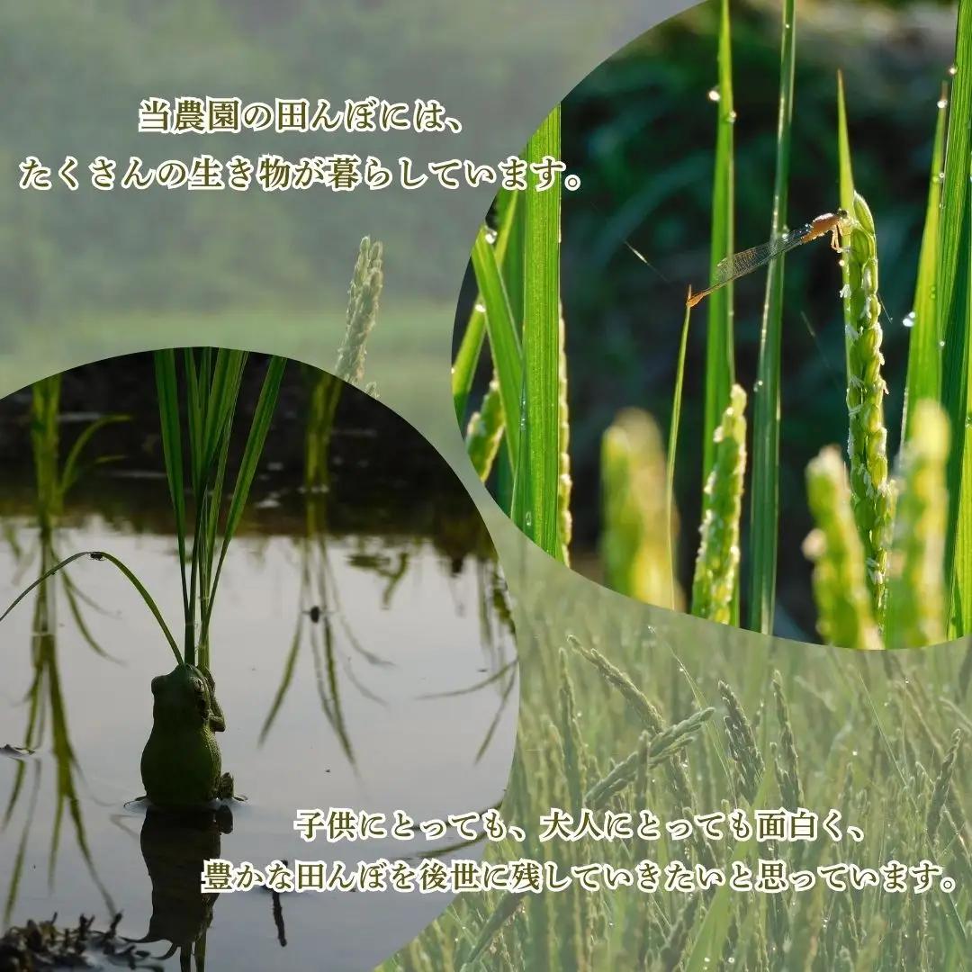 R8年産玄米 自然栽培 旭（玄米）5kg