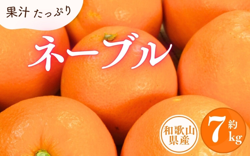 
ネーブル 約7kg/サイズおまかせ　※2025年1月中旬～2025年2月上旬頃に順次発送予定(お届け日指定不可)　紀伊国屋文左衛門本舗【sgtb430A】
