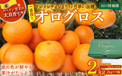 一番採りクレメンティン！新品種「オログロス」2kg みかん 蜜柑 ミカン おれんじ オレンジ フルーツ 果物 くだもの ジューシー 柑橘 マンダリン クレメンティン オログロス 国産 希少 ジューシー 薄皮プレゼント 贈り物 ギフト 佐賀県 太良町 L131