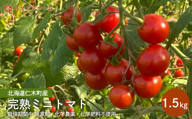
                  [2026年発送]北海道仁木町産 完熟ミニトマト[アイコもしくはまる玉] 1.5kg 栽培期間中 除草剤・化学農薬・化学肥料不使用【日付指定不可】トマト 野菜 やさい [iori farm]
                