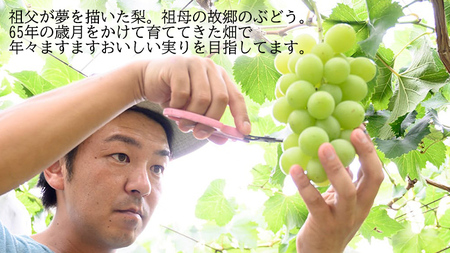 【 先行予約 】茨城県産 シャインマスカット1房と旬の梨詰め合わせ 約 3kg ( 茨城県共通返礼品 : 常陸太田市 )【 2026年 9月中旬頃より発送 】