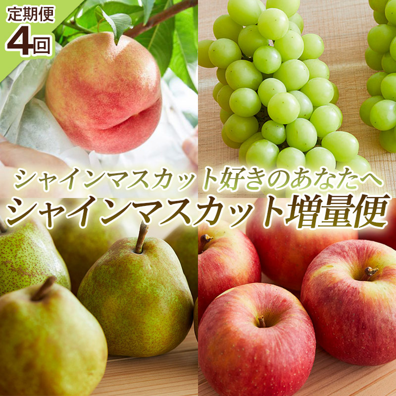 【定期便4回】シャインマスカット好きのあなたへ シャインマスカット増量便 FY25-224