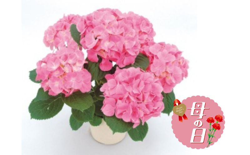 
            【先行予約】 母の日に！ アジサイ 鉢植え ピンク 系 5号 花 あじさい 紫陽花 贈り物 お祝い 植物 季節 生花 フラワー ギフト 母の日 2026年5月から順次発送 オンライン決済限定 静岡県 藤枝市
          