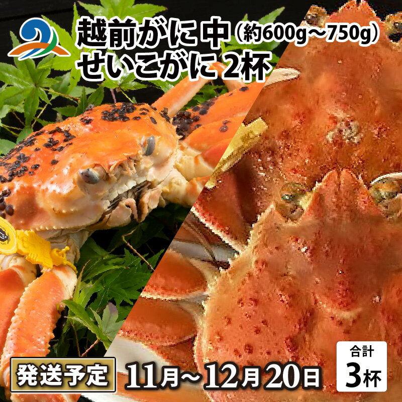 【ふるさと納税】【先行予約】越前がに 中 （約600g～750g） 1杯 ・せいこがに 2杯 計3杯【11月～12月20日発送予定】 / 雄 雌 ズワイガニ ずわいがに ズワイ蟹 セイコガニ せいこ蟹 セコガニ 越前ガニ ボイル 冷蔵 かに 国産 南越前町 送料無料