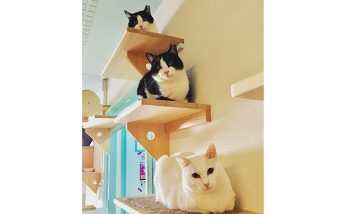 保護猫カフェ・カーロ 入場券2枚セット チケット 優待券