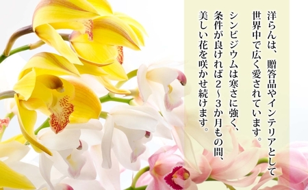 湘南の洋蘭 シンビジウム 3~4本 色の指定不可 シンビジューム Cymbidium 蘭 ラン らん 花 お花 生花 ピンク 黄色 白 インテリア ギフト 贈り物 神奈川県 寒川町
