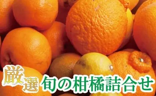 厳選 柑橘詰合せ 5kg+250g（傷み補償分）【有田の春みかん詰め合わせ・フルーツ詰め合せ・オレンジつめあわせ】【光センサー選別】 / みかん 果物 フルーツ 柑橘 おすすめ 和歌山 ※2027年1月〜4月下旬ごろに順次発送予定 ※北海道・沖縄・離島への配送不可【ikd049-p-5B】