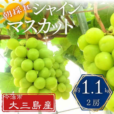 大三島産シャインマスカット　約1.1kg(2房)【V003190】【配送不可地域：離島】【1641840】