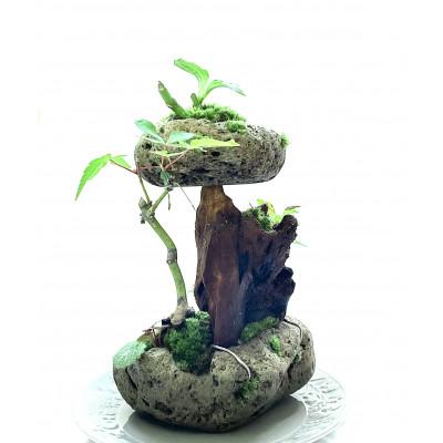 ふるさと納税 豊川市 苔盆景　苔盆栽　森の秘境 |  | 02