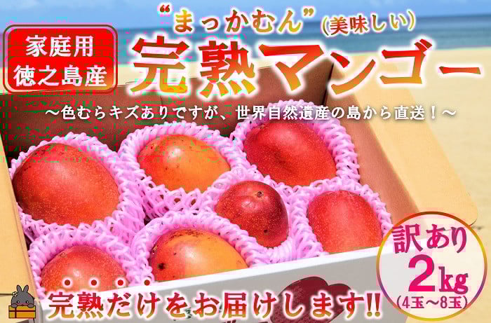 
            2270 ≪今が旬！≫訳あり！【家庭用】徳之島産完熟マンゴー2kg（4～8玉）( マンゴー フルーツ わけあり 訳あり 訳有 果物 完熟 無加温 徳之島 世界自然遺産 美味しい とろける 旬 贅沢 糖度 南の島 )
          
