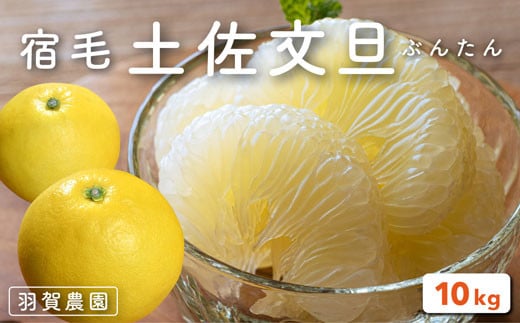 羽賀農園 土佐文旦 10kg 家庭用 柑橘 果物 フルーツ 特産品 文旦 ぶんたん ブンタン 高知県 返礼品 旬 季節 贈答用 ギフト 贈り物 果汁 甘酸っぱい ビタミンC 食物繊維 健康 美容 産地直送 新鮮 宿毛市 高知市