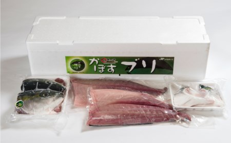 こんなブリ食べたことない！？「うすき産かぼすブリ」約４ｋｇ（１本）