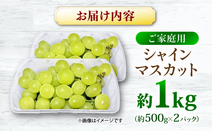 【先行予約】【9月中旬から9月末に順次発送】【訳あり】シャインマスカット 約1kg（約500g×2パック）露地栽培 シャインマスカット マスカット 果物 フルーツ 葡萄 ぶどう 三次市/西田ぶどう園 