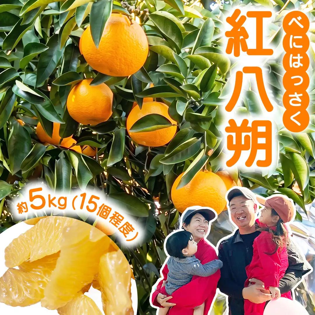 瀬戸内 紅八朔 約5kg（15個程度） 【2027年2月以降発送】