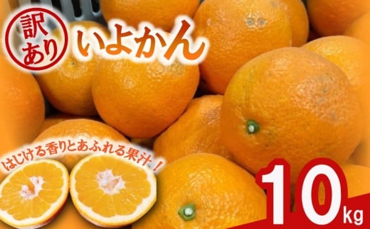 【先行予約】 訳あり 伊予柑 10キロ 【1月中旬~発送予定】 | みかん ミカン 蜜柑 mikan 柑橘 いよかん イヨカン ワケアリ 家庭用 ふるさと納税みかん ふるさと納税訳ありみかん フルーツ 果物 愛媛県 松山市