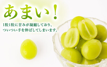 【8月18日～発送開始】シャインマスカット 約2kg ( 3-4房 ) /菓子工房ピュアハート [UDF002] シャインマスカット シャインマスカット