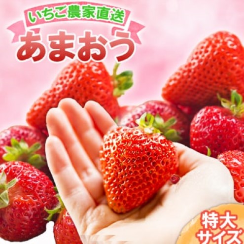 いちご いちご職人直送 白木のいちご 特選 あまおう (特大