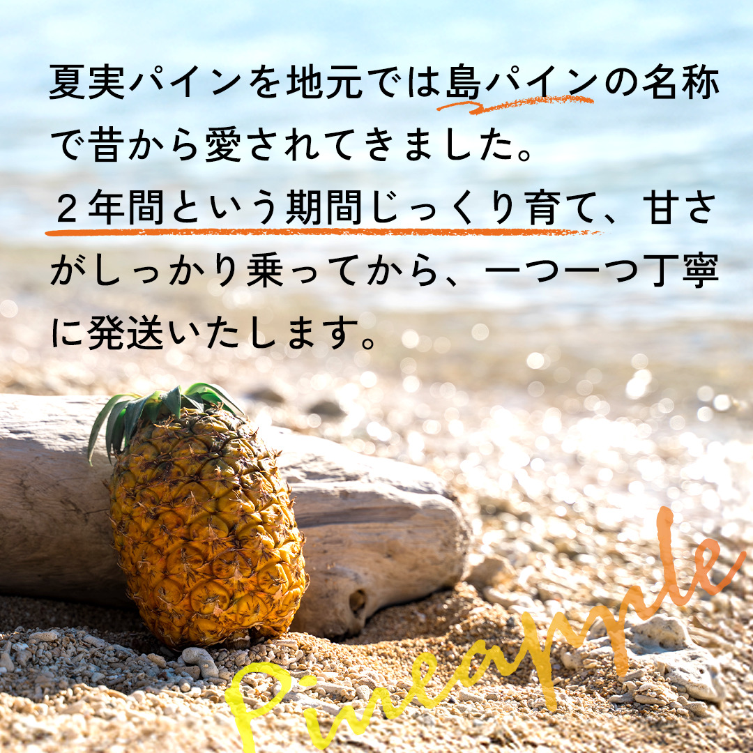 【先行予約】石垣島産 中玉 夏実パイン（島パイン）４玉 合計約3.8kg《2025年夏季 順次発送》【 産地直送 沖縄 石垣 フルーツ パイナップル パイン ハワイ 夏美パイン 】SI-125
