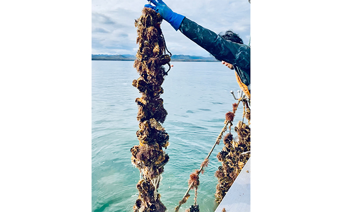 北海道 湧別町 サロマ湖産 殻付き 2年 牡蠣 2.5kg（約20個前後） かき カキ 国産 貝付き 生食 焼き牡蠣 蒸し牡蠣 冷蔵 産地直送 魚貝類 生牡蠣 海の幸 海鮮 殻付き牡蠣 オイスター