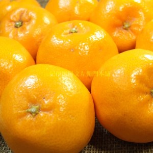 はるみ 約3kg/サイズおまかせ　※2025年1月下旬～3月中旬頃に順次発送予定(お届け日指定不可)　紀伊国屋文左衛門本舗　【sutb461B】