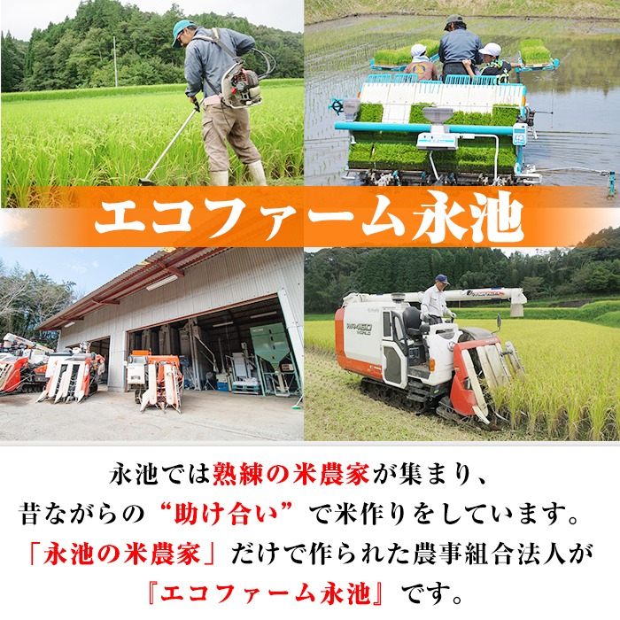 Z7-01 ＜先行予約受付中！2026年10月中旬から順次発送＞《数量限定》令和8年産 特別栽培米 伊佐米永池ひのひかり(5kg) 伊佐市 永池 特産品 伊佐米 新米 九州米サミット 食味コンテスト 最優秀賞受賞 ヒノヒカリ 5kg 【エコファーム永池】