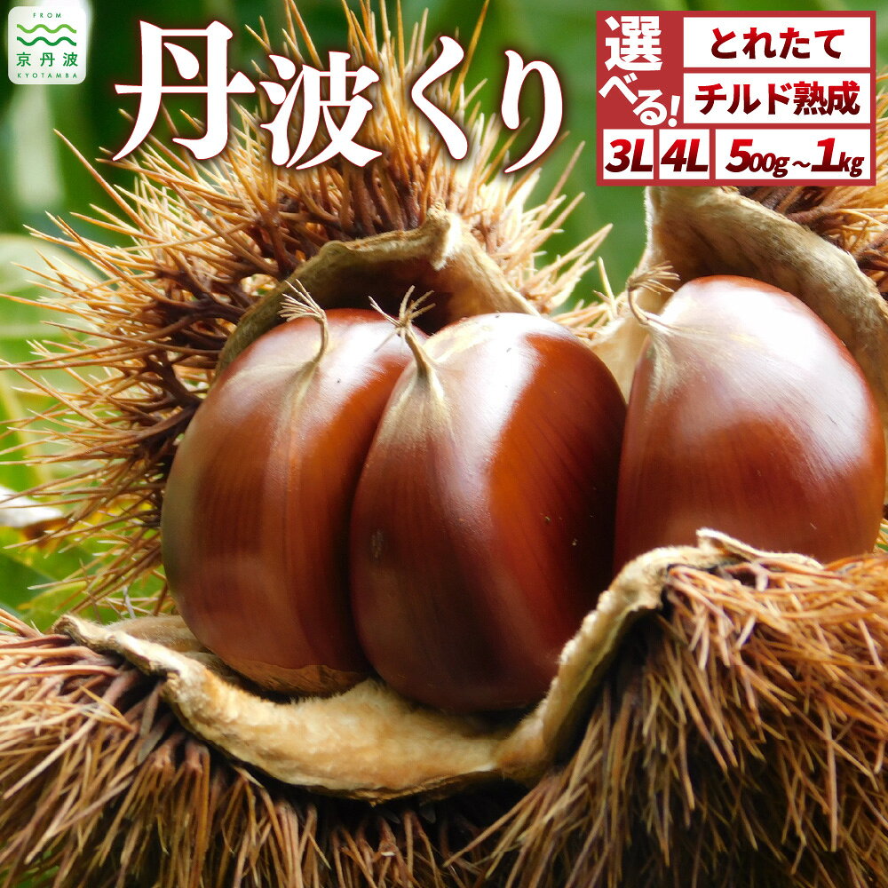 【ふるさと納税】丹波くり 選べる 500g 1kg とれたて チルド熟成 3L 4L サイズ 京都 京丹波町産 大粒 生栗 和栗 国産 丹波栗 ※北海道・沖縄は配送不可