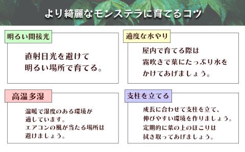 沖縄の観葉植物　観葉植物　モンステラ陶器鉢植え　6号　角鉢　観葉植物　モンステラ　インテリア　鉢付き　おしゃれ　インテリアグリーン　緑のある暮らし　ハウスプラント　沖縄　うるま市　６号