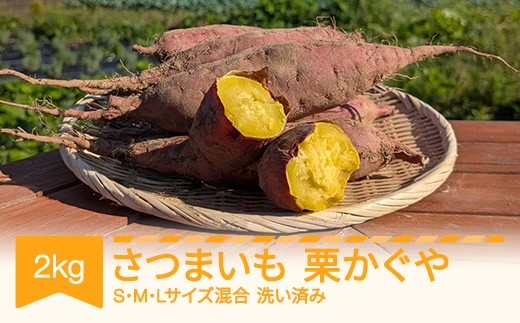 
                  【先行予約】さつまいも 洗い済み 栗かぐや 約2kg 村山市産 2026年産 令和8年 山形県産  no-spkka2 ※沖縄・離島への配送不可
                