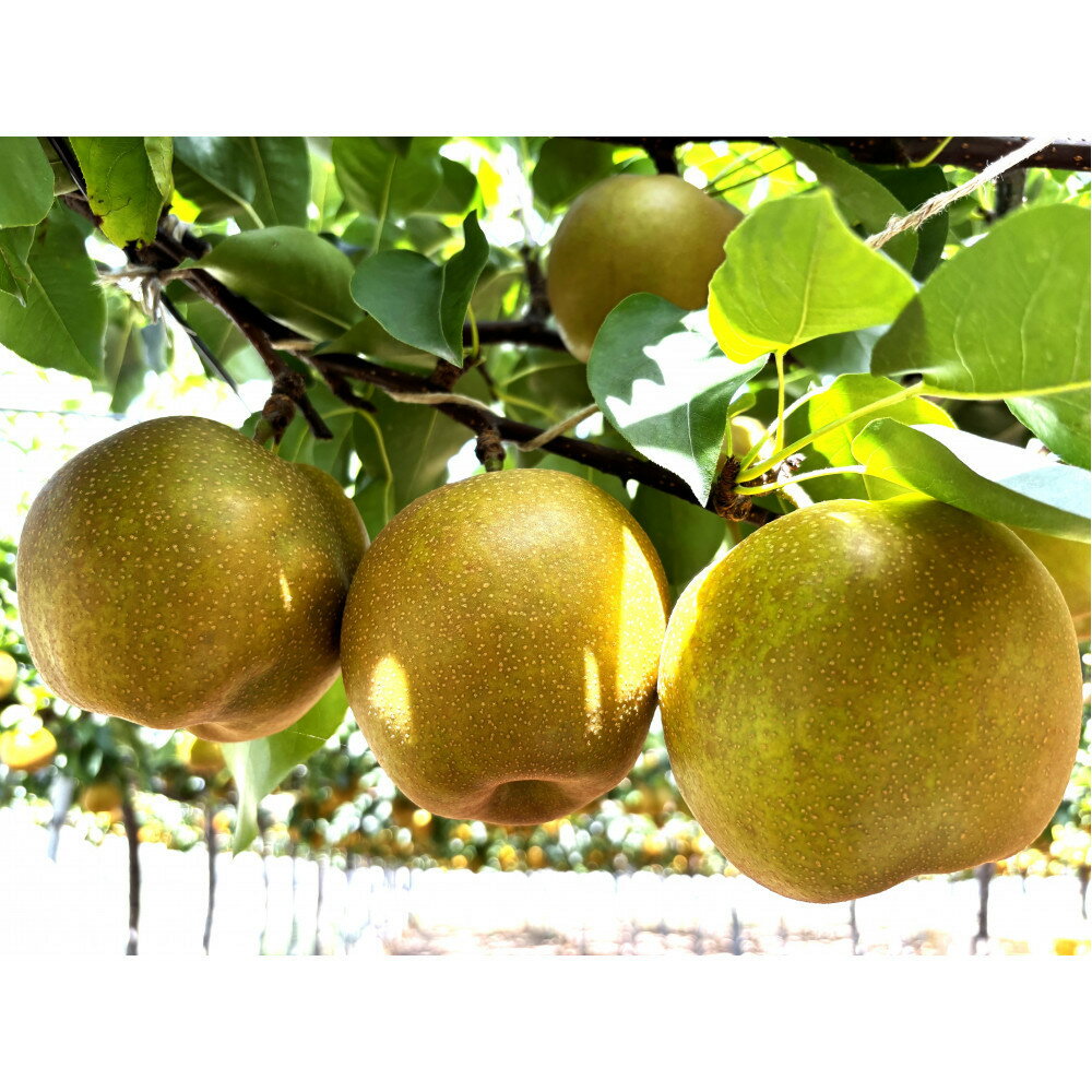 【ふるさと納税】【容量選択可】【2026年度発送先行予約】数量限定　新甘泉　3kg又は5kg