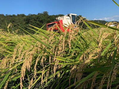 【7年産】 近江米 にこまる 白米 5kg 【V017W1】 近江米