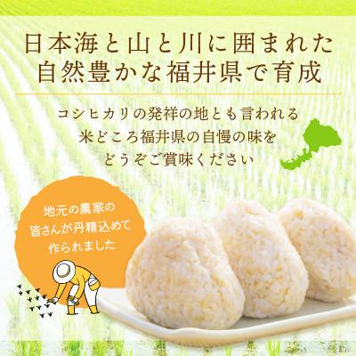 ふるさと納税 越前町 令和7年産　コシヒカリ(玄米)　5kg |  | 02