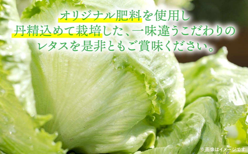 【先行予約】 レタス10kg (10玉～14玉) 野菜 やさい サラダ 付け合せ 新鮮 冷蔵 【2025年11月中旬より順次発送】